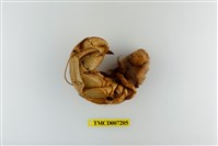 藏品(短腕陸寄居蟹)的圖片